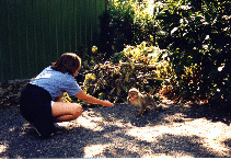 elodie.gif (30091 octets)