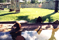 gorille.gif (30153 octets)