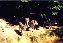 loup.gif (23373 octets)