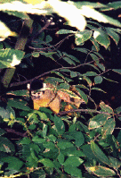 Singe2.jpg (267307 octets)